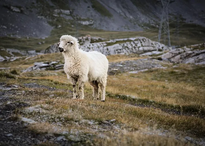公寓 普罗曼娜公寓